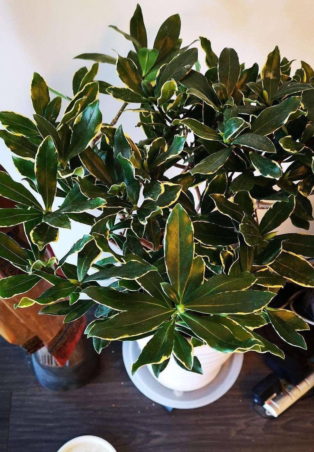 养金边瑞香，有4点“经验”，一盆养多年，开花多，整个阳台飘香