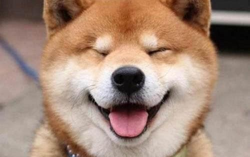 自制泰迪狗粮和狗狗衣服的详细教程