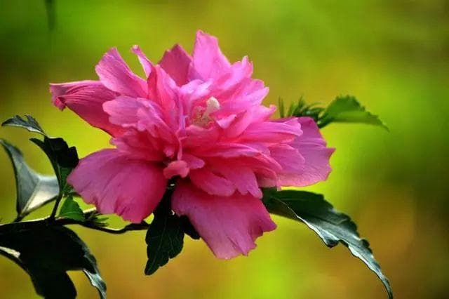 木槿花如何换盆？木槿花的花语是什么 ，有什么意义？
