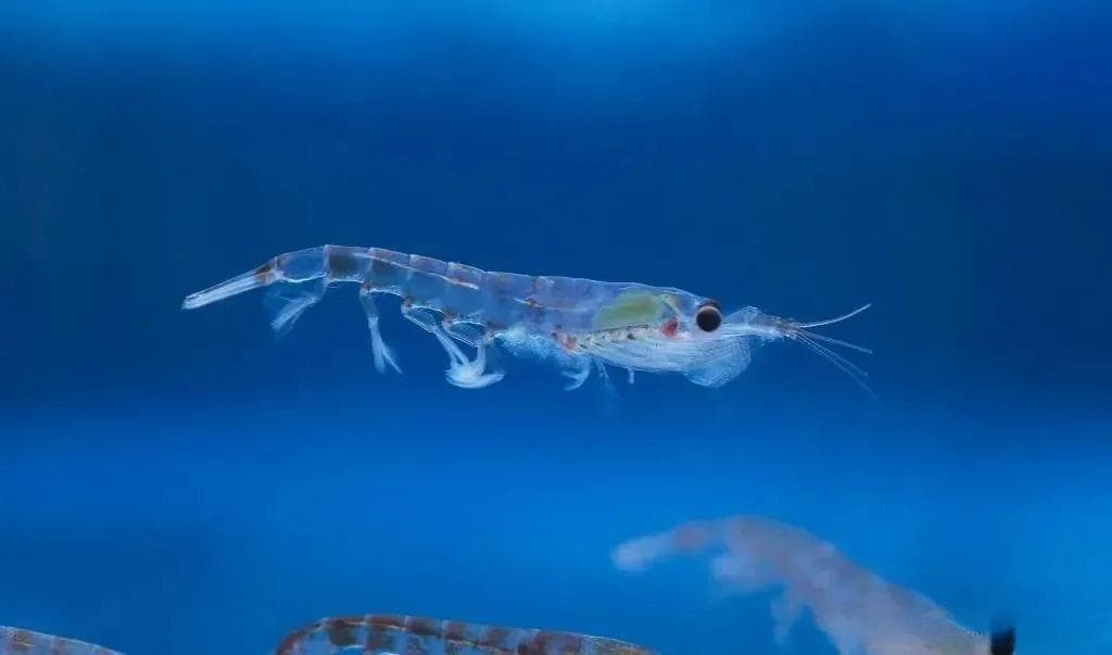 深度解析虾青素：最强抗氧化剂与磷虾油的健康价值