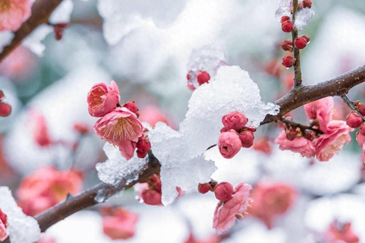 三九节气全国降温，农谚预测春节雨雪