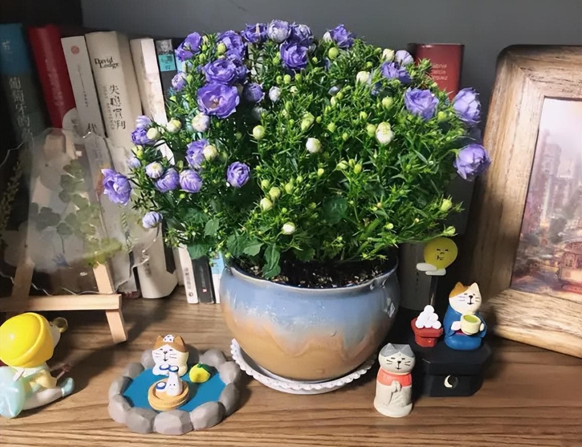 丹麦紫风铃花养殖方法（做到这5点，教你养出“仙气飘飘”的丹麦风铃）