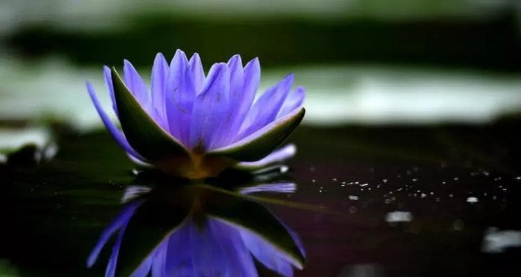 蓝莲花的象征意义：坚韧、奋斗与希望的化身