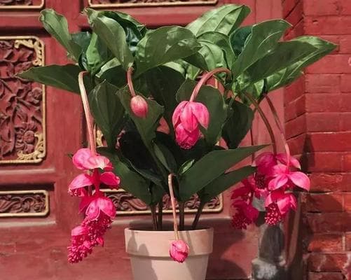 宝莲灯花养护全攻略：15个实用技巧让花卉更茂盛