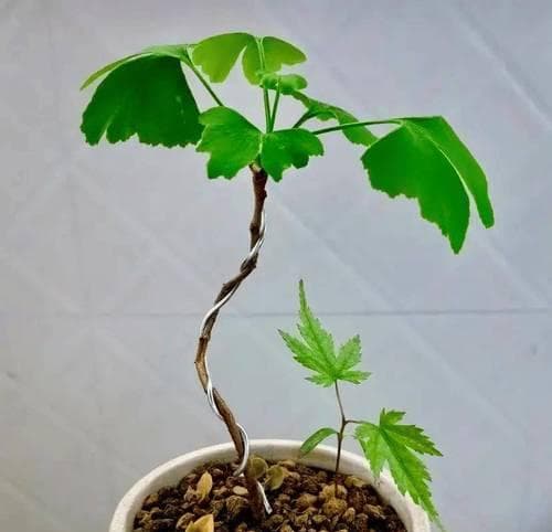 从树种子到成长（种子的奥秘、传播与利用）