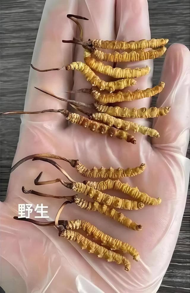 没有对比就没有伤害！野生虫草多项指标令人工虫草望尘莫及