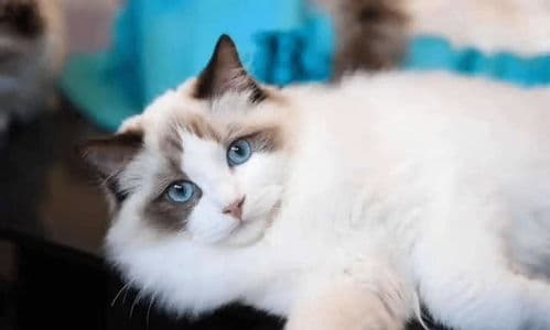 掌握宠物猫指甲护理技巧
