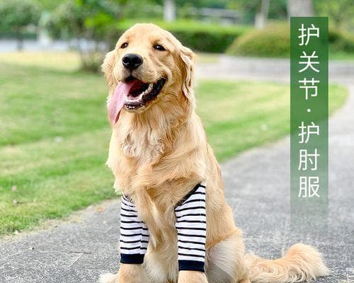 宠物走失怎么办？一份全面的寻宠指南