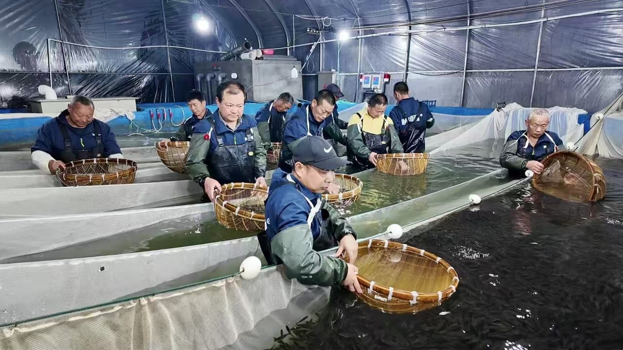 枝江市“四链融合”打造鲈鱼产业高质量发展新标杆