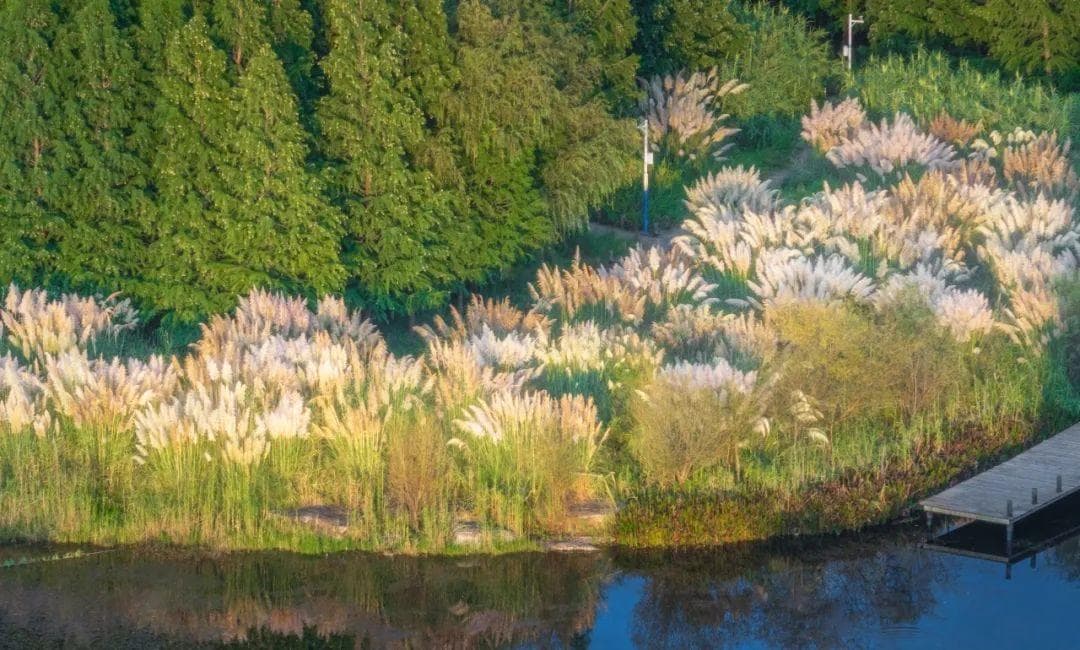 《诗经》里的"蒹葭"，究竟是什么植物？