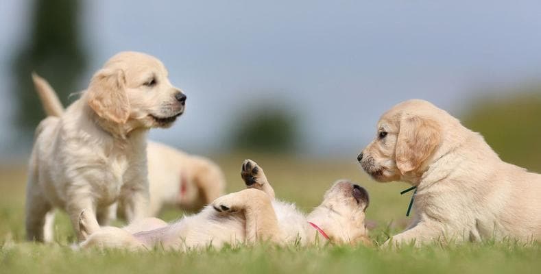 金毛犬饲养全攻略：从选择到晚年关怀的全方位指南