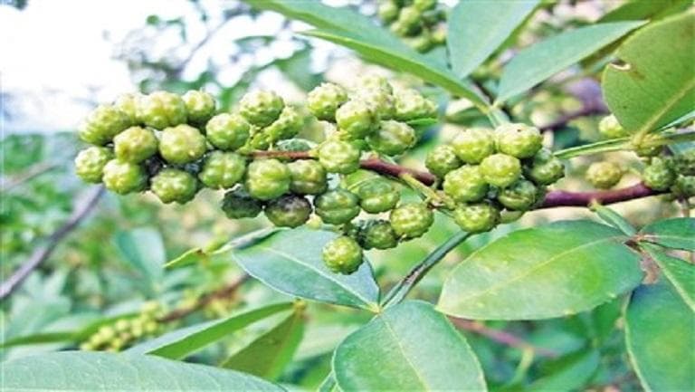 鲜花椒的功效与作用、禁忌和食用方法