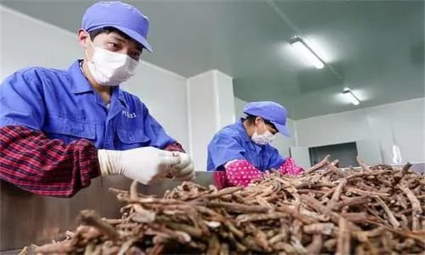 牡丹皮的采收、加工与贮藏技术要点