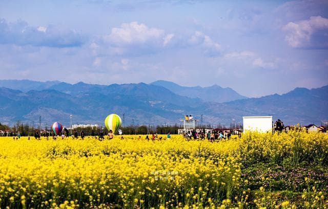 2024汉中油菜花观赏指南：推荐8个区县12处最美打卡点！