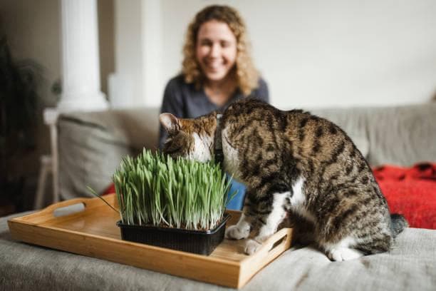 猫草与猫薄荷：区别与优势