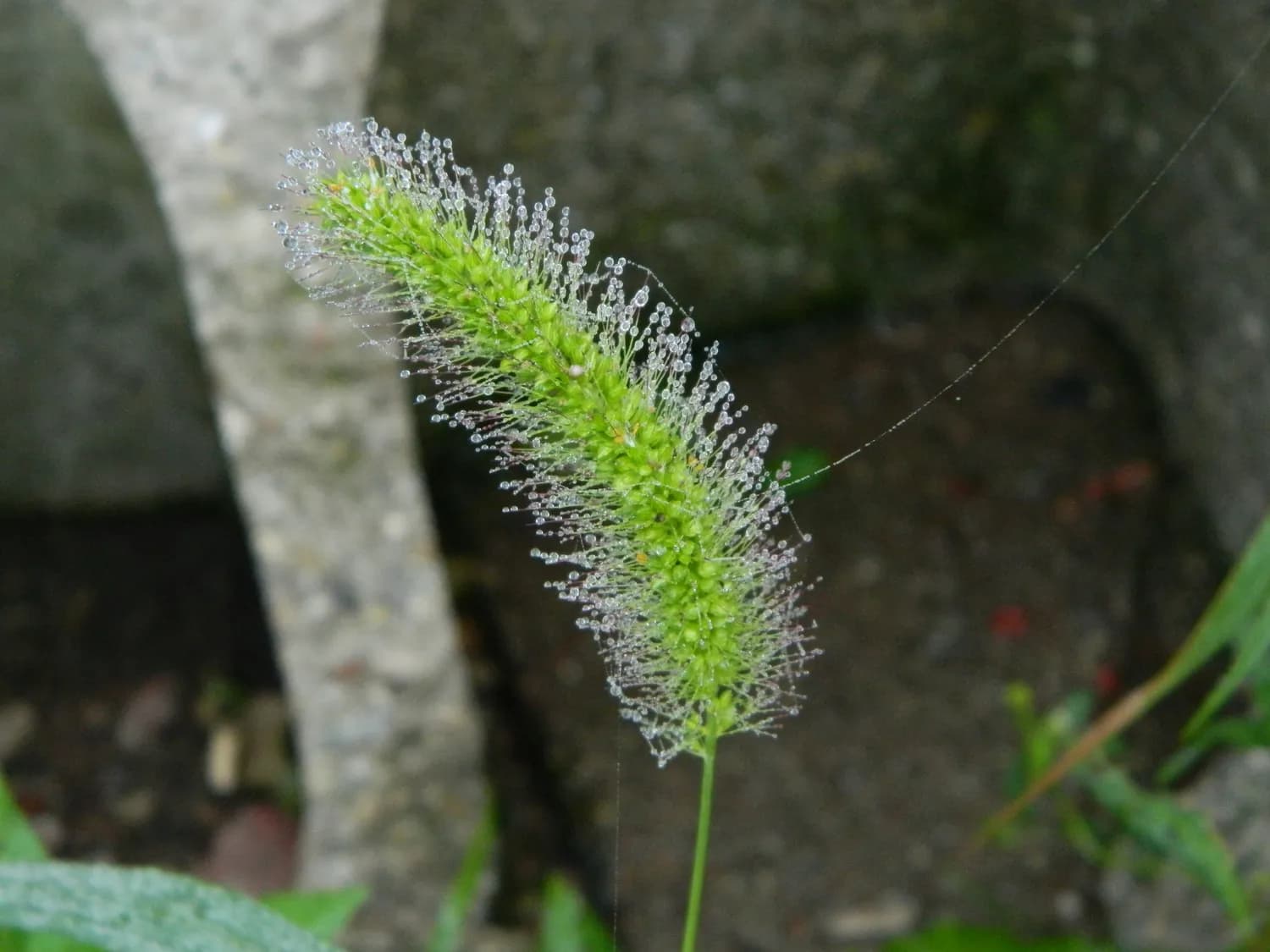马尾草：治疗“老寒腿”的天然良方