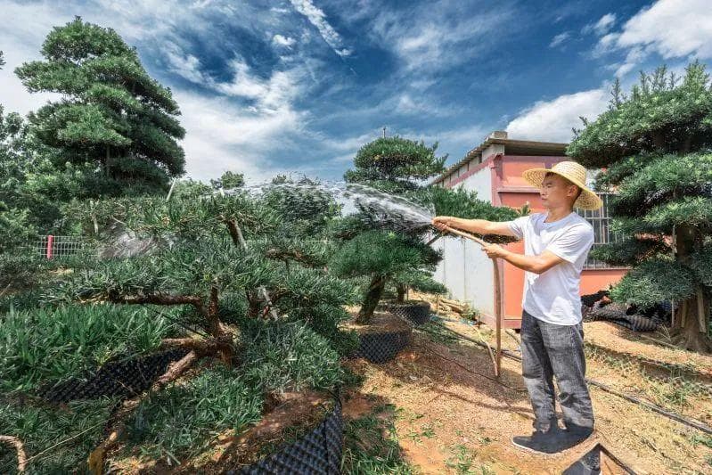 这个雨花人为苗木“凹造型”，让罗汉松长成摇钱树