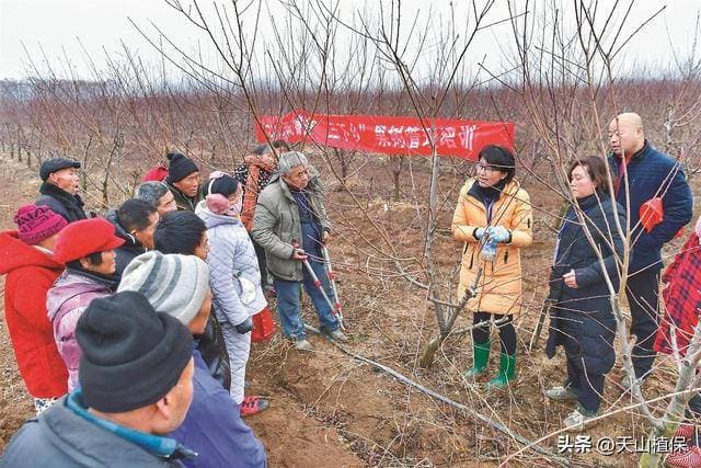 果树剪枝什么时候最好