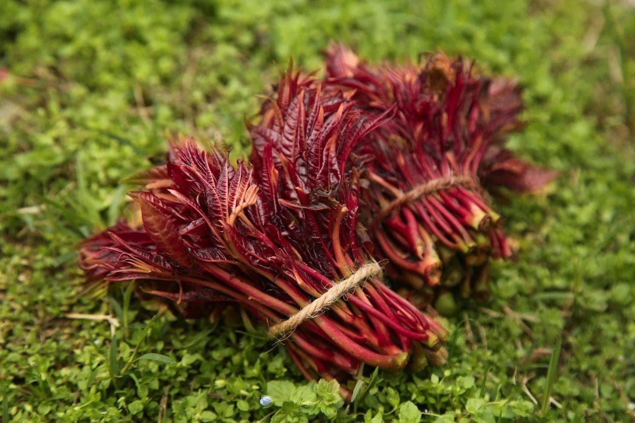 春天一定要吃的8种“芽”，错过再等一年！
