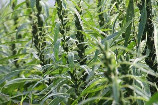 什么时候种芝麻最好？芝麻高产栽培技术全攻略