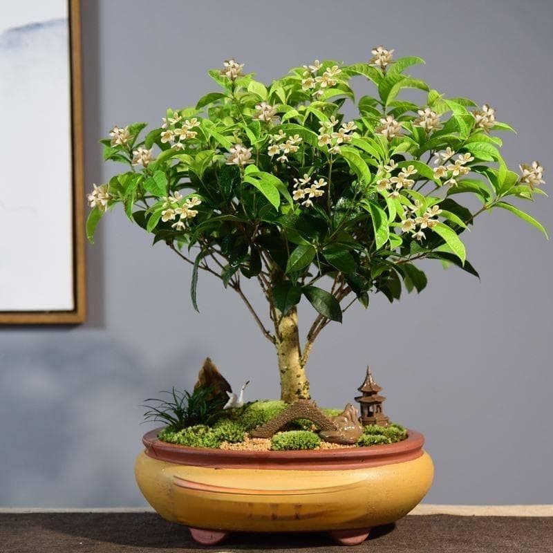 家庭养“6种花”，花香叶绿，除有害气体，净化空气，身心健康