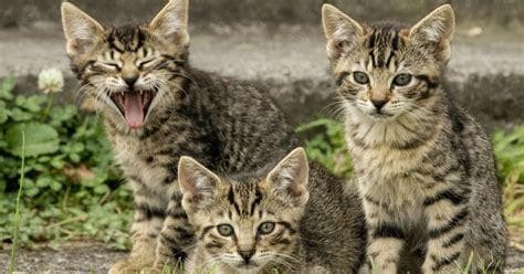 貓瘟症狀有哪些？一文详解猫瘟的症状、诊断与预防