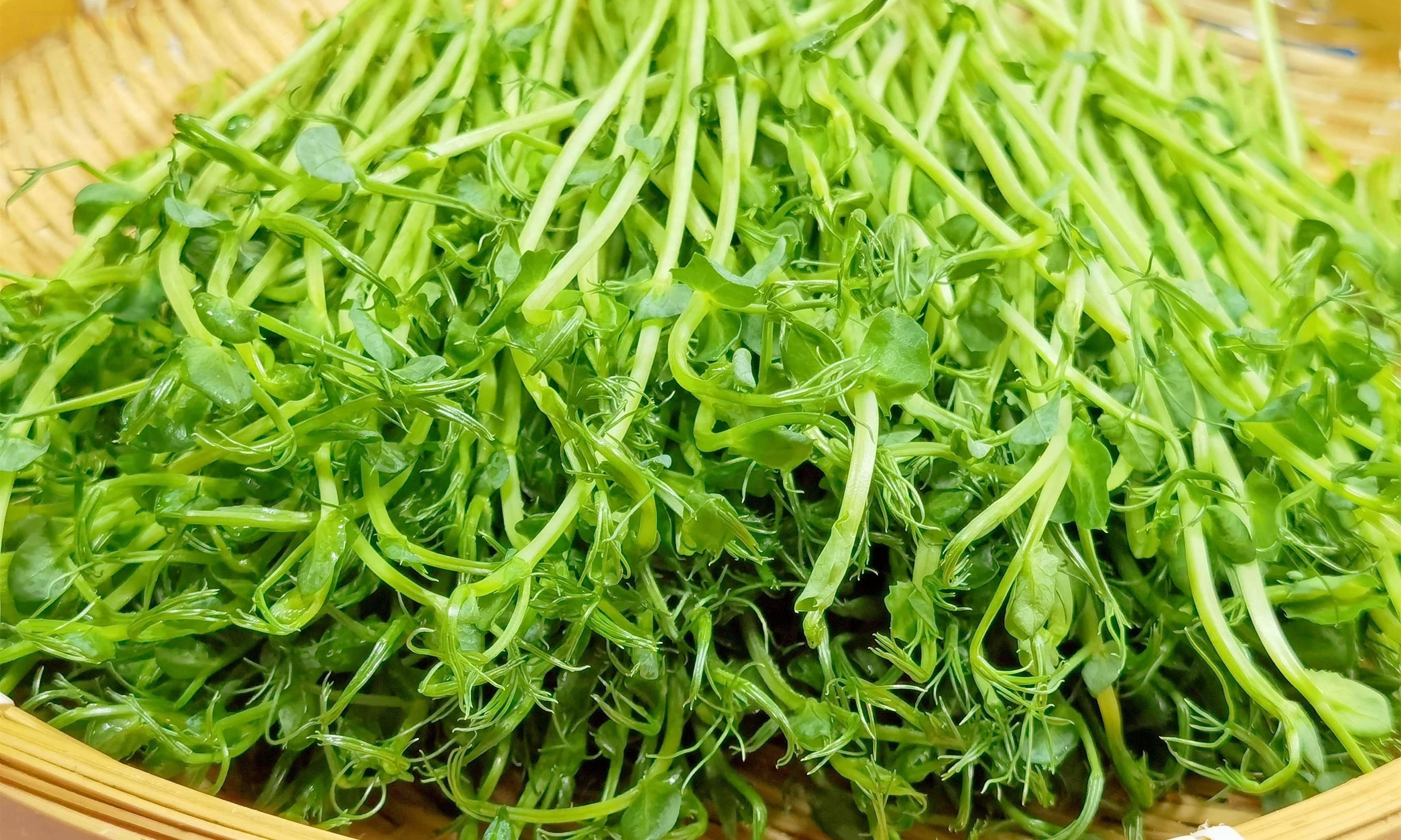 春日限定“龙须菜”：豌豆苗的营养与两道家常菜