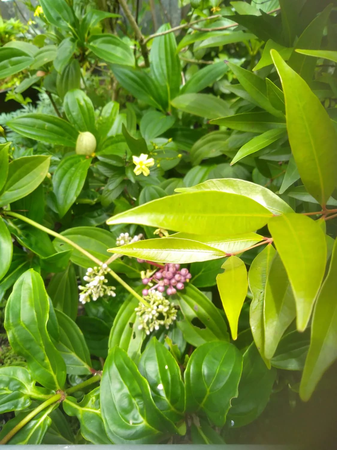 三叶鸡血藤秋季种植指南