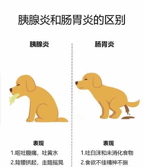 狗狗肠胃炎的症状与治疗方法全解析