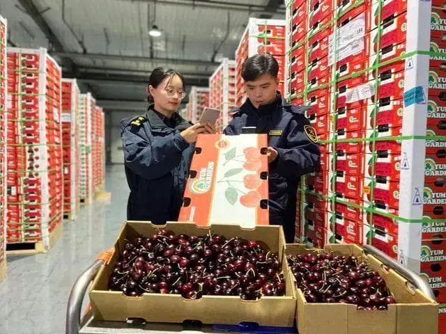 揭秘进口车厘子保鲜术：如何保持一个月海运后的鲜美？