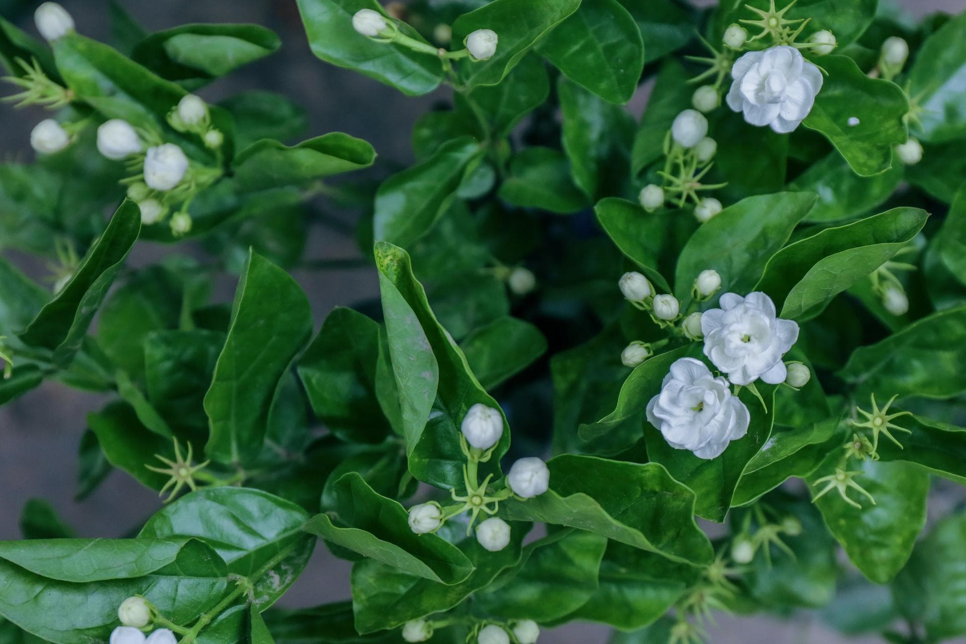 盆栽种植入门：打造室内绿洲的实用技巧