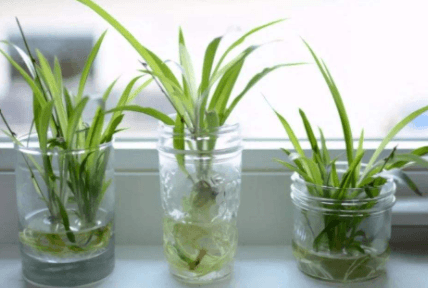 水培植物养护指南：换水、洗根与土培转水培