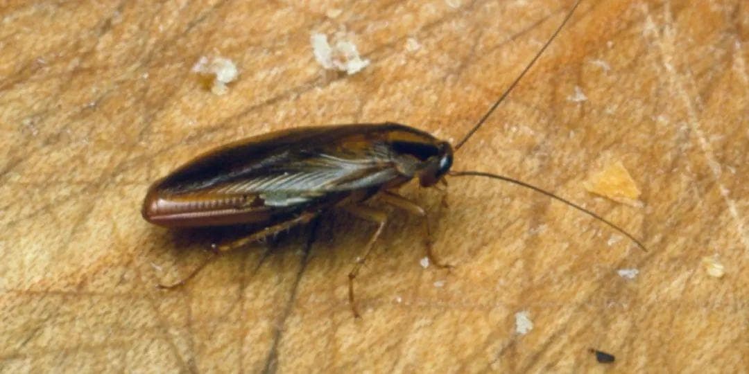 华人学者登上Nature头条：揭秘蟑螂的起源和入侵之谜