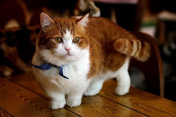 曼基康猫：短腿萌宠的全方位指南