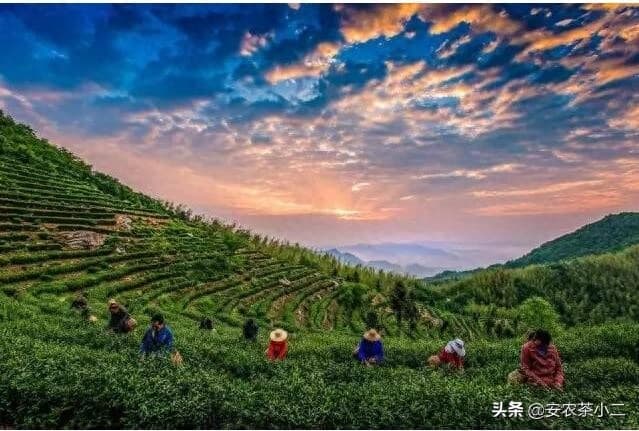 安徽十六大名茶：从黄山毛峰到祁门红茶，品味徽州茶韵
