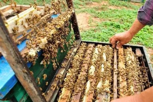 人工分蜂完全指南：最佳时机与操作步骤详解