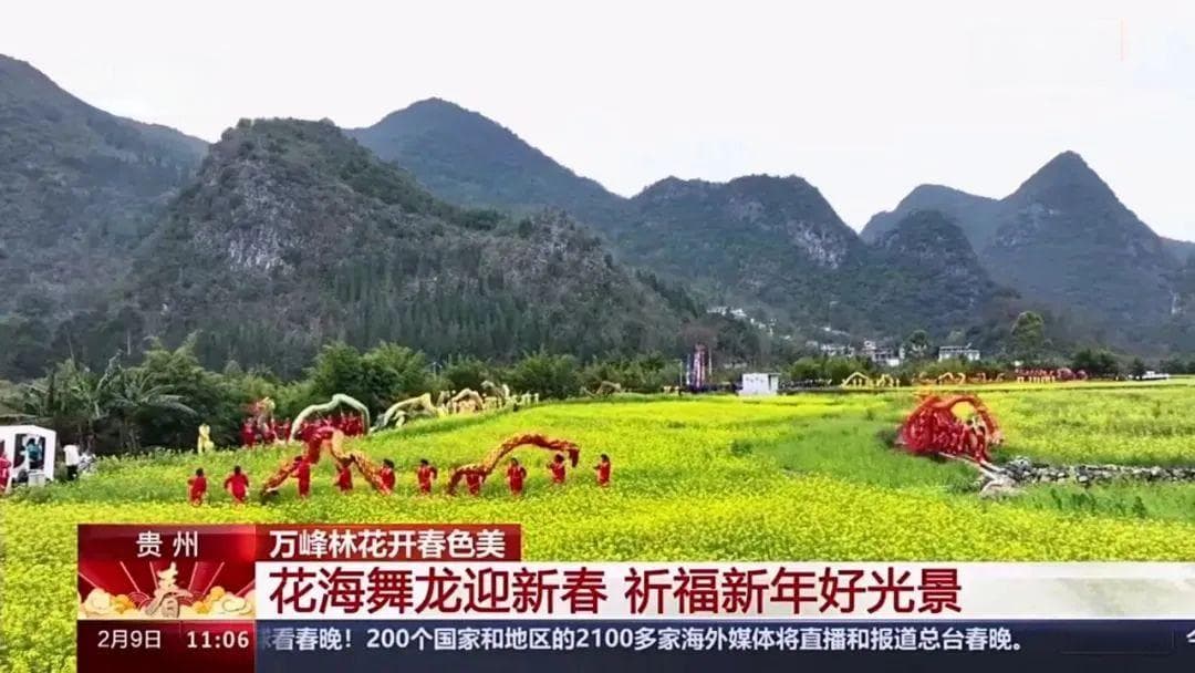 贵州万峰林：油菜花开迎新春，民俗活动添年味