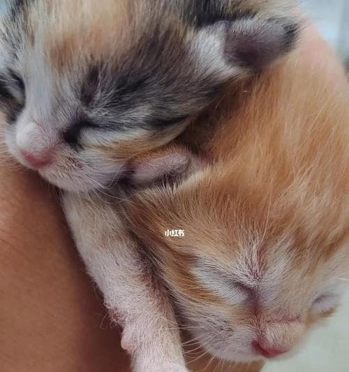 猫咪产后饮食指南（宠物健康饮食从产后开始）