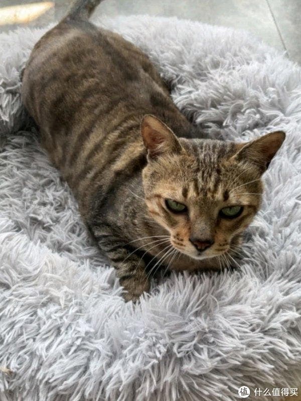 帮助流浪猫之猫窝