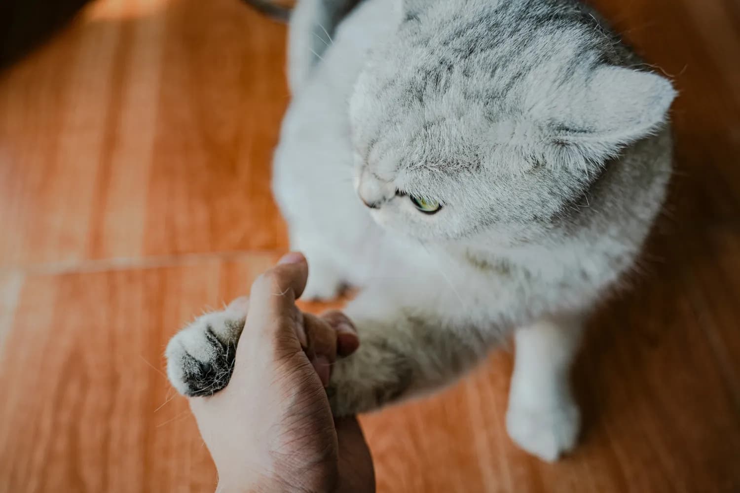 银渐层猫的神秘行为大揭秘