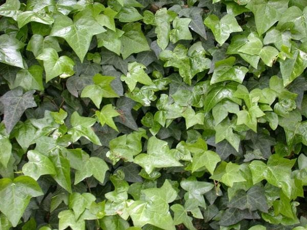 适合社区绿化的四种植物：丝兰、珍珠梅、龙柏球和爬山虎