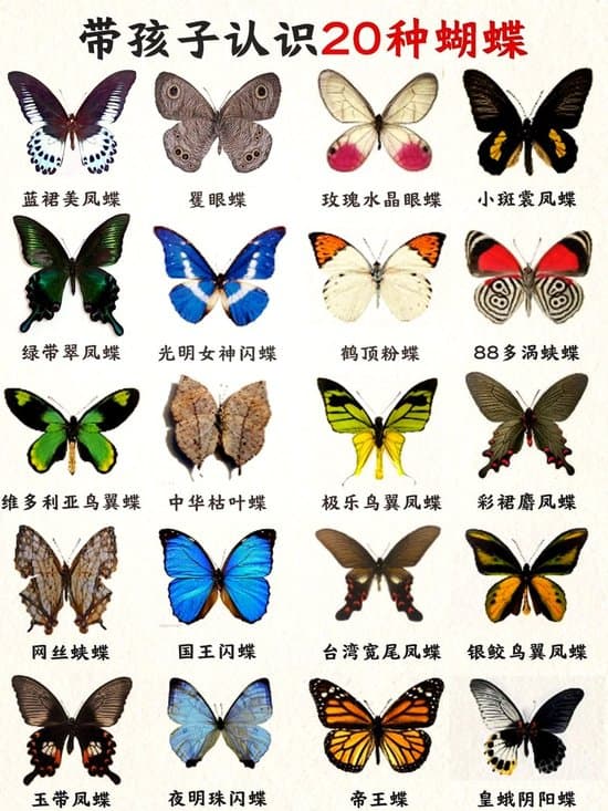 蝴蝶的外貌和特征