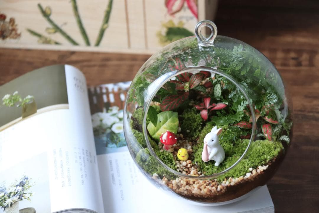 女神节微景观DIY：打造专属绿意小世界