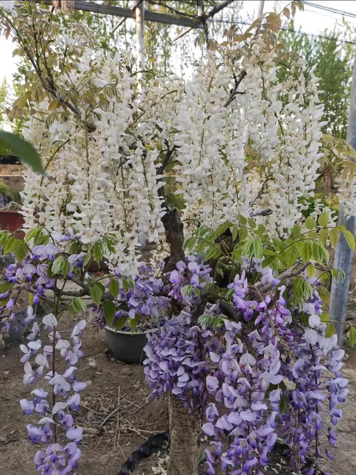 紫藤苗几年可以开花，紫藤几年苗才可以开花
