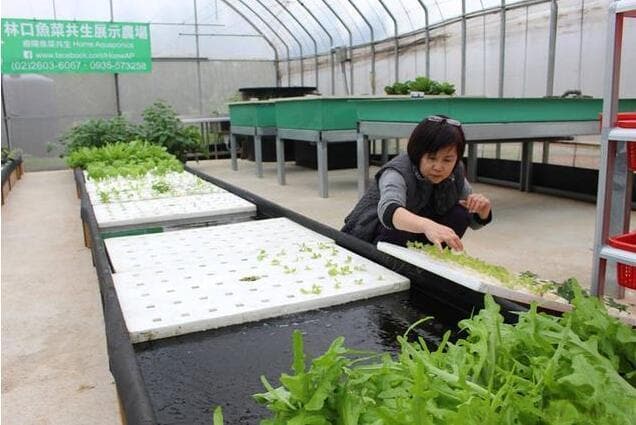 鱼菜共生系统设计图、技术、效益分析