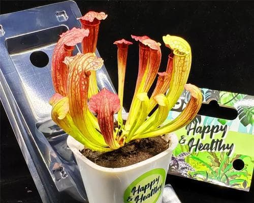 捕蝇草的浇水频率与方法（掌握正确浇水方法，让捕蝇草健康茁壮）