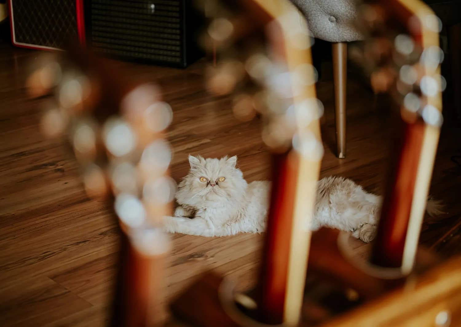 《Cat Music》系列专辑：猫咪专属音乐的探索