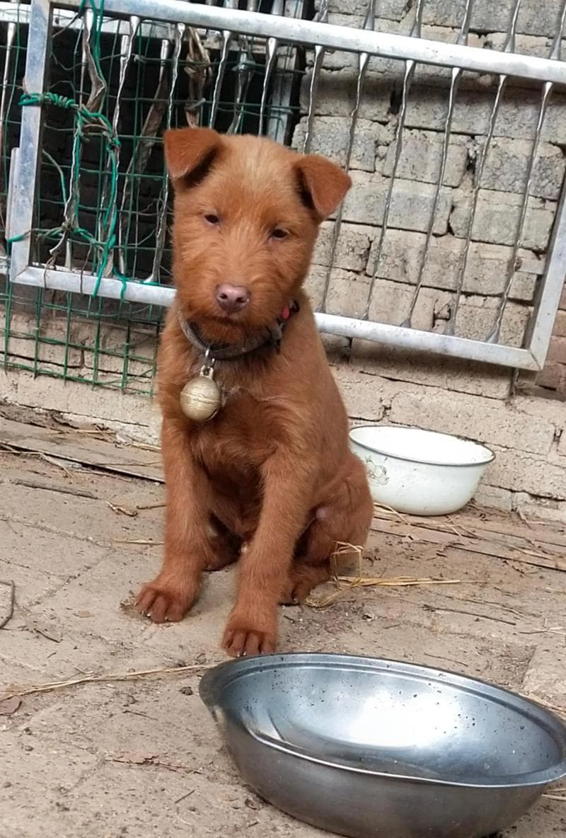 智商高却不适合作警犬的狗狗（中华田园犬是明智之选）