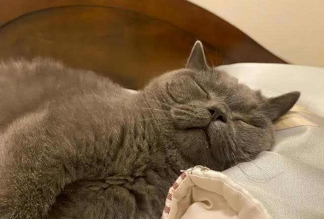 你有被自家猫咪呼噜声震醒过吗？猫咪打呼是什么原因？