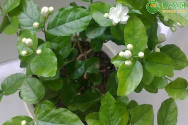 茉莉花施什么肥料最好？